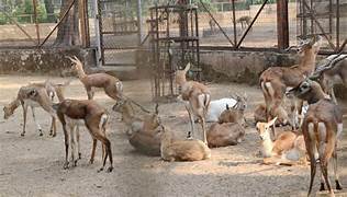 Jawahar Deer Park